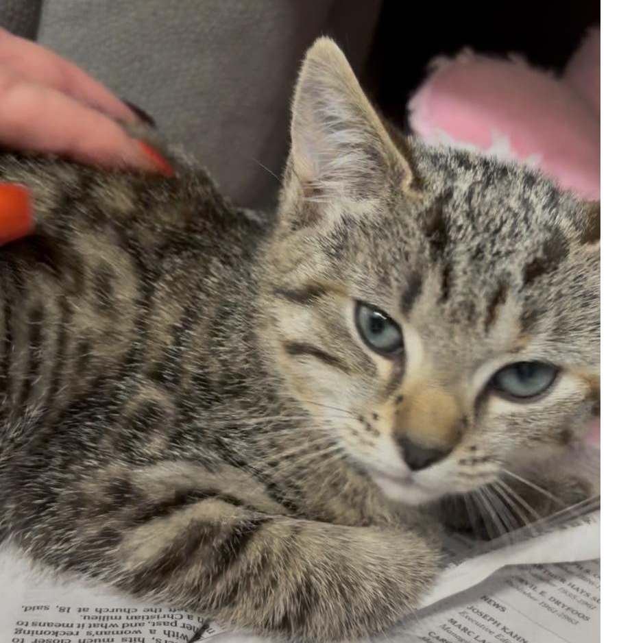 Pixie and Dixie bonded kitten sisters