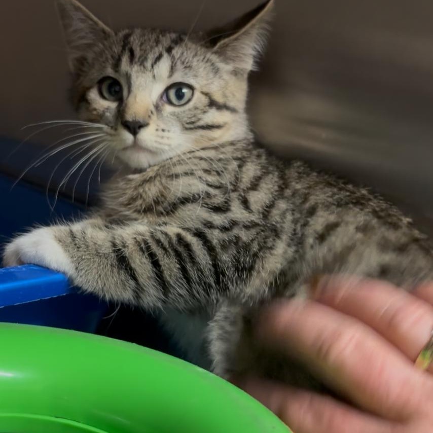 Pixie and Dixie bonded kitten sisters