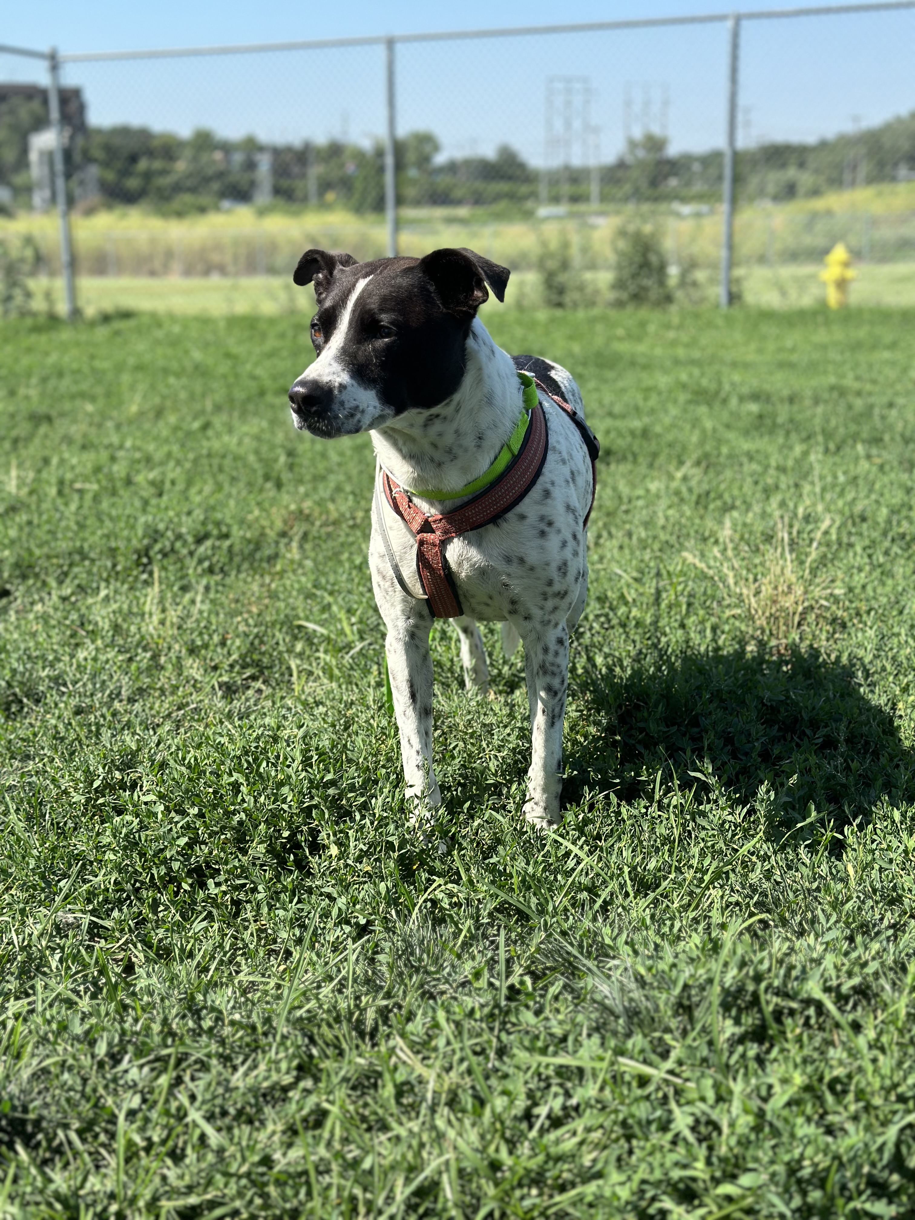 Milo