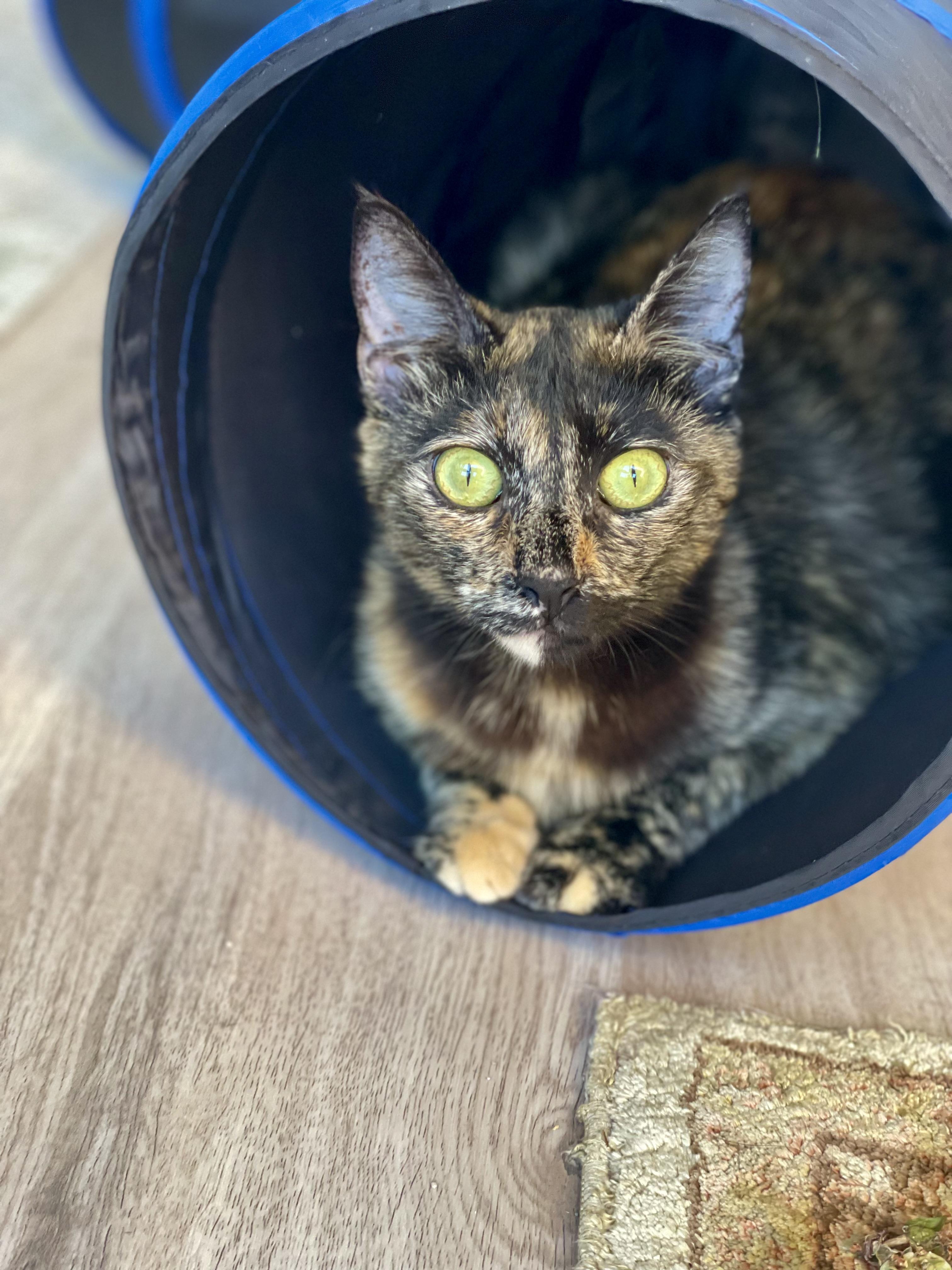 Roo