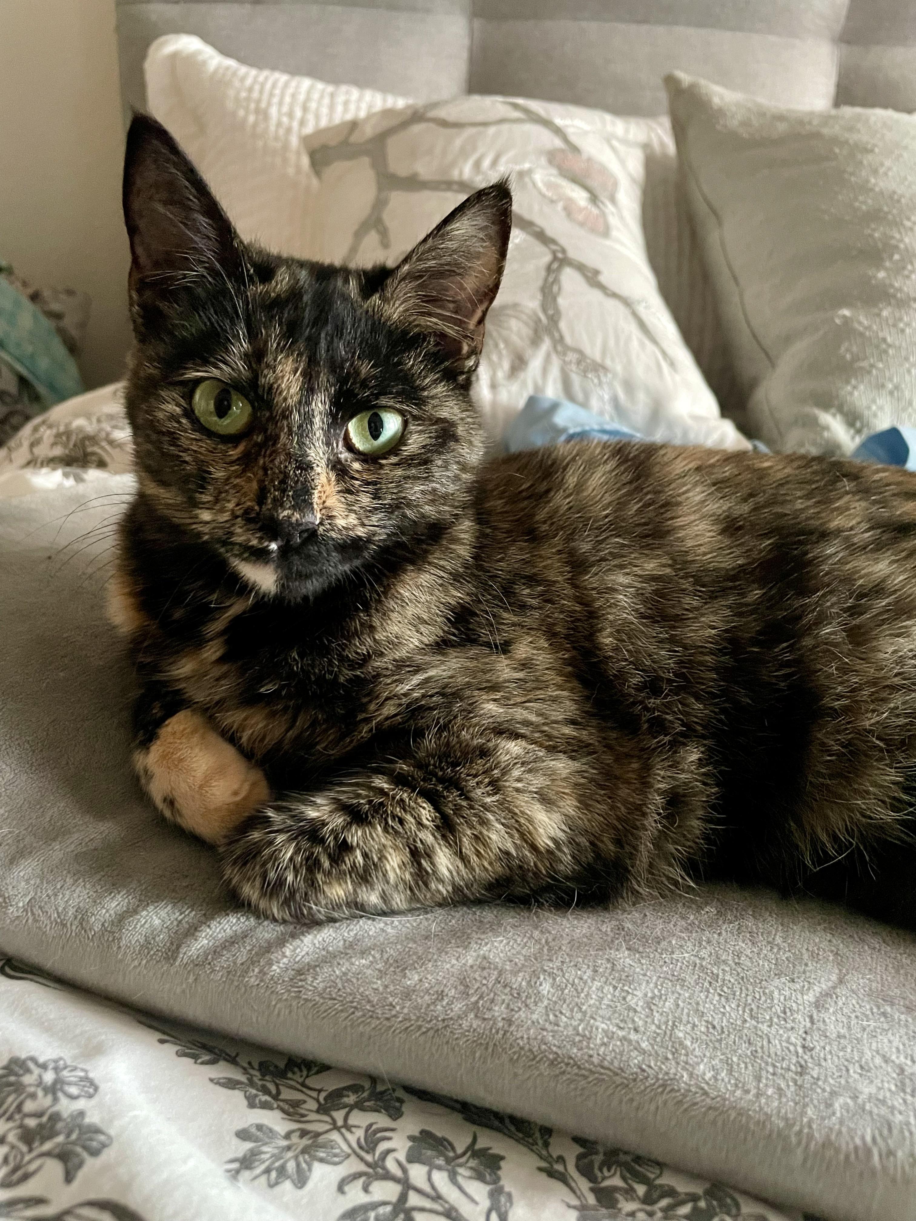 Roo