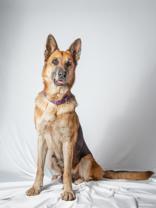 Enlarge Korra, an adopted mixed breed in La Grange, TX image 1/1