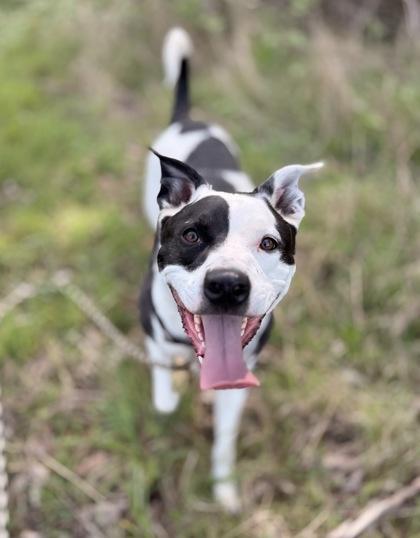 Thor, Adoptable, Adult Male Pit Bull Terrier & Mixed Breed.