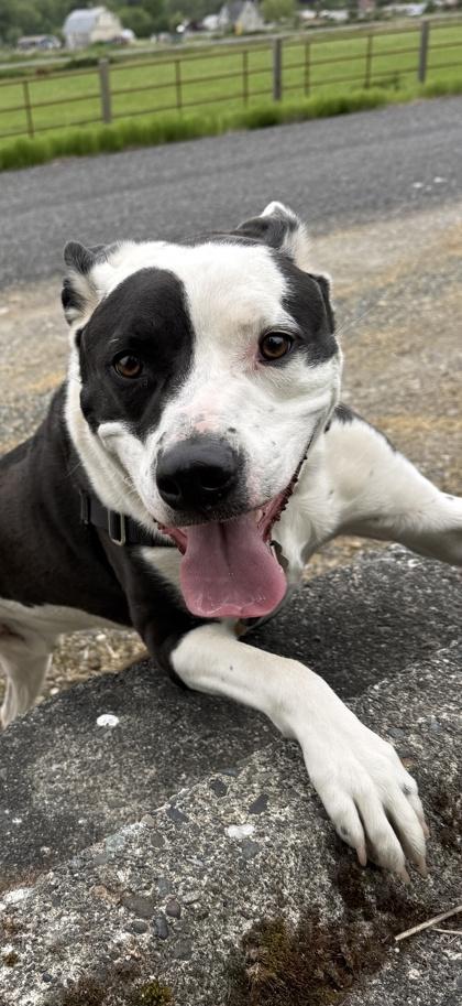Enlarge Thor, a Adoptable mixed breed in Burlington, WA image 2/3