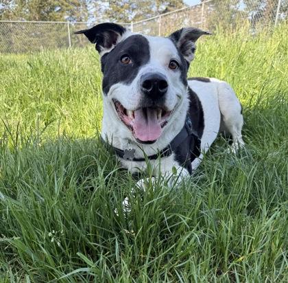 Enlarge Thor, a Adoptable mixed breed in Burlington, WA image 2/3