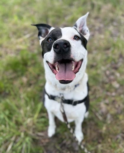 Thor, Adoptable, Adult Male Pit Bull Terrier & Mixed Breed.