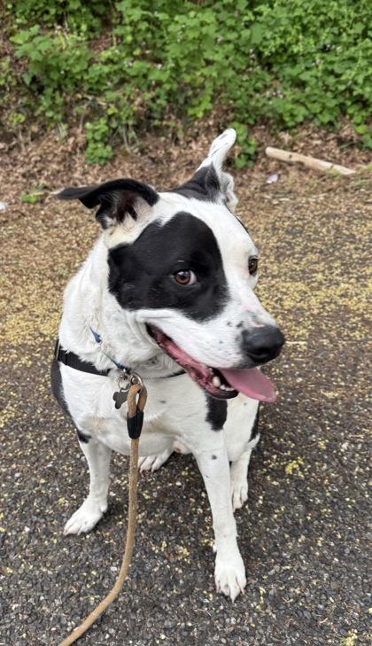 Enlarge Thor, a Adoptable mixed breed in Burlington, WA image 3/3