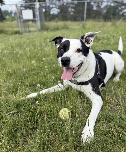 Thor, a Adoptable mixed breed in Burlington, WA image 3/3