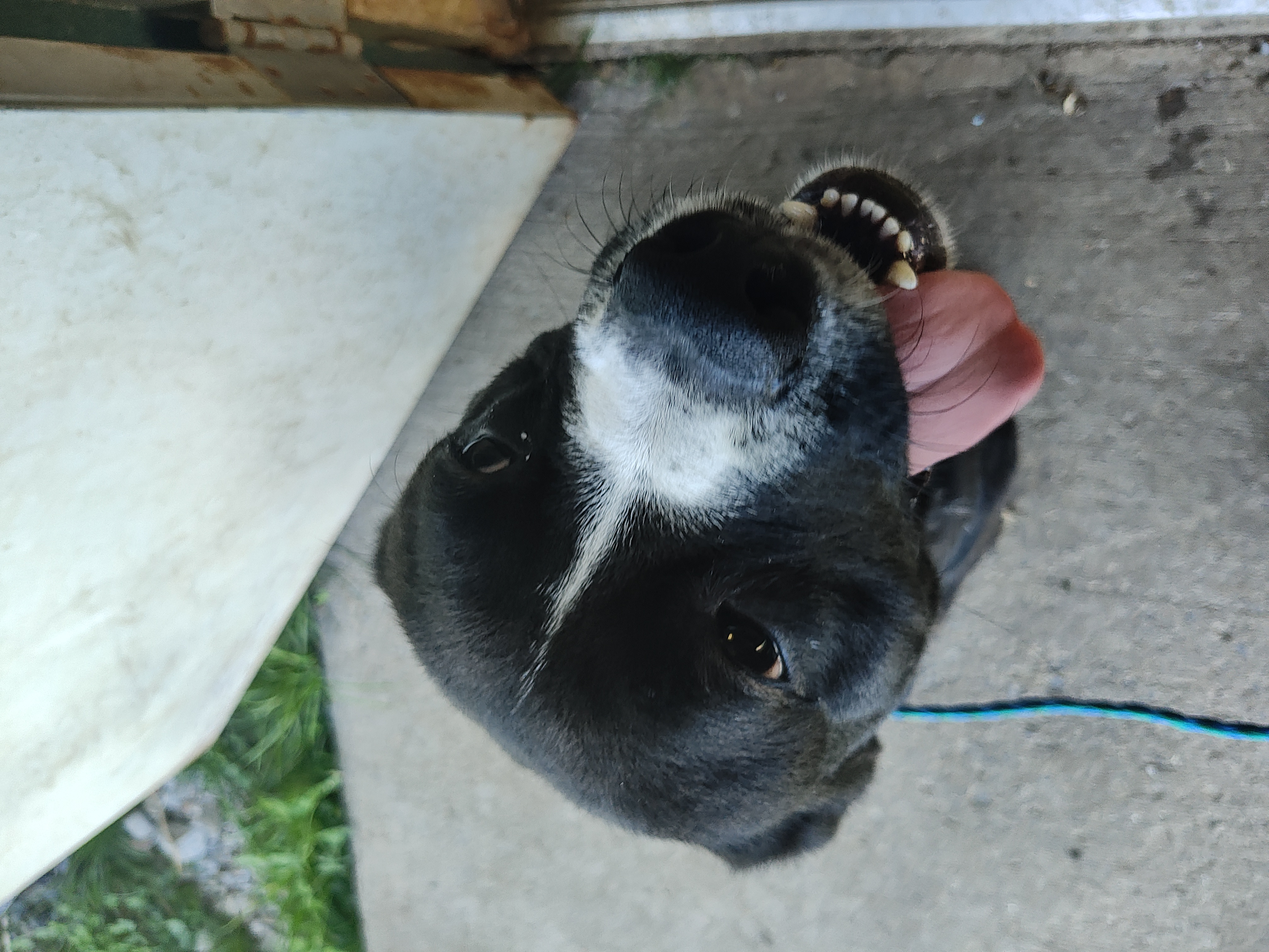 DJ, an adopted Pit Bull Terrier Mix in Watertown, NY_image-1
