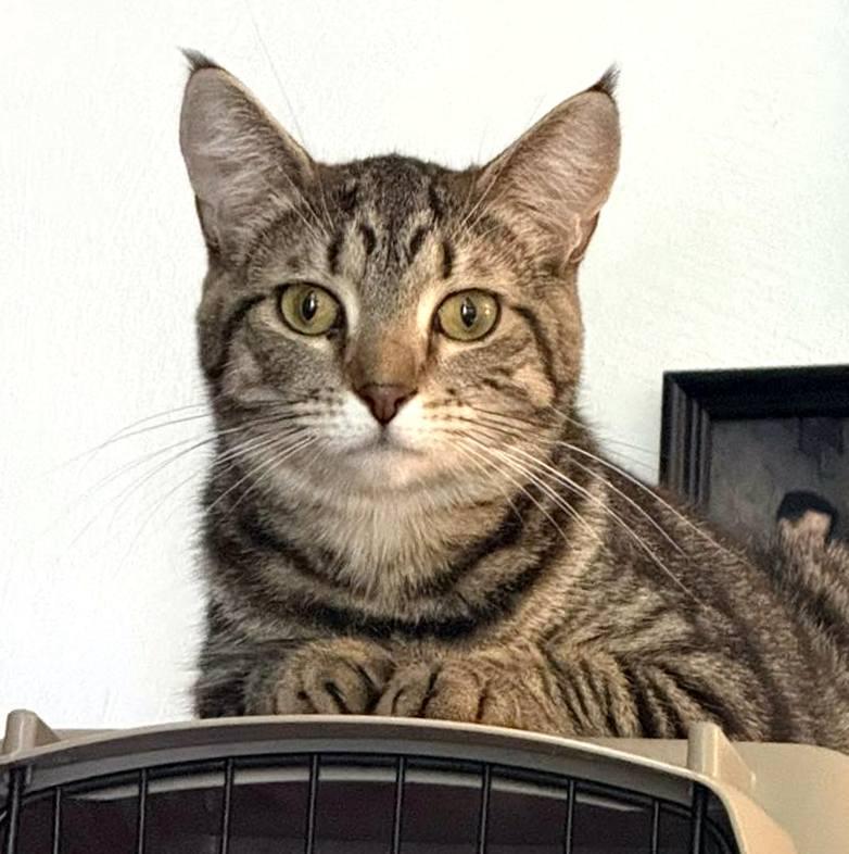YaoYao, ADOPTABLE, Young Female Domestic Short Hair.