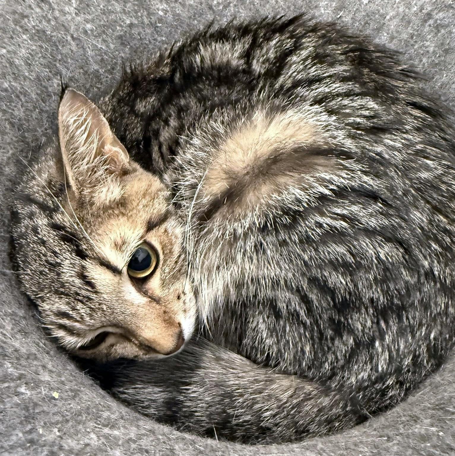YaoYao, a ADOPTABLE Domestic Short Hair in Pittsburgh, PA image 2/6