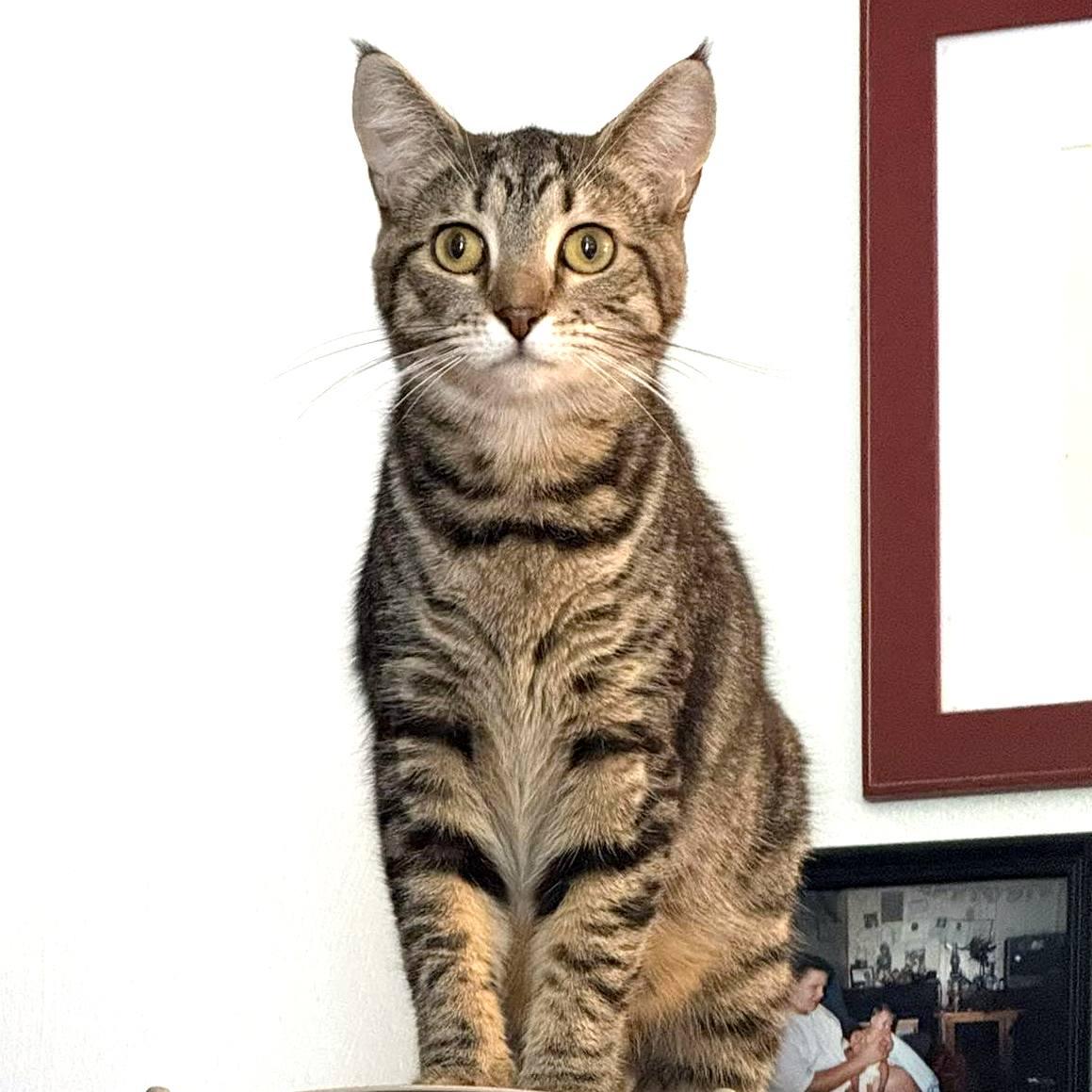 YaoYao, a ADOPTABLE Domestic Short Hair in Pittsburgh, PA image 3/6
