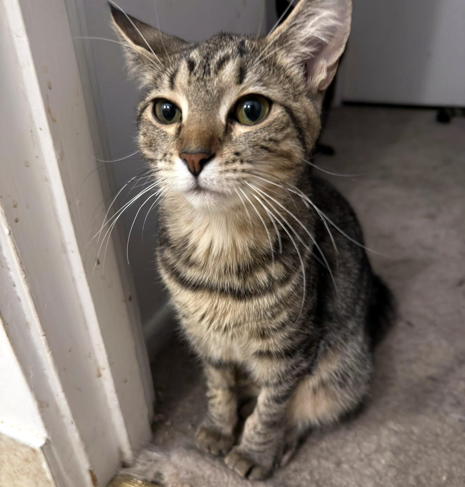 YaoYao, a ADOPTABLE Domestic Short Hair in Pittsburgh, PA image 6/6