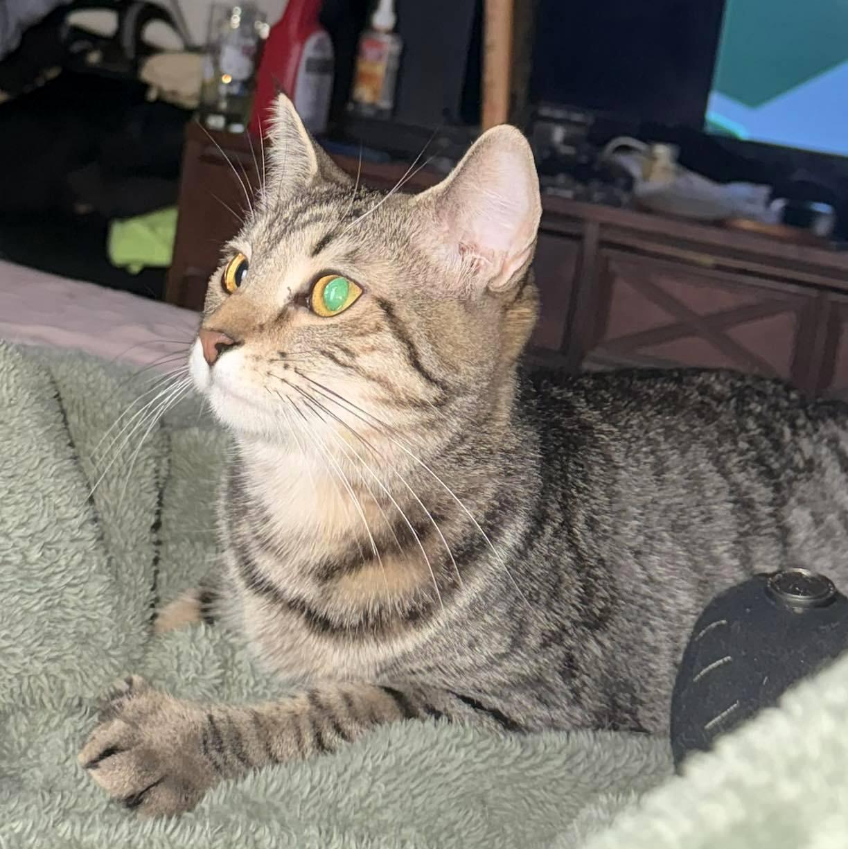 YaoYao, a ADOPTABLE Domestic Short Hair in Pittsburgh, PA image 4/6