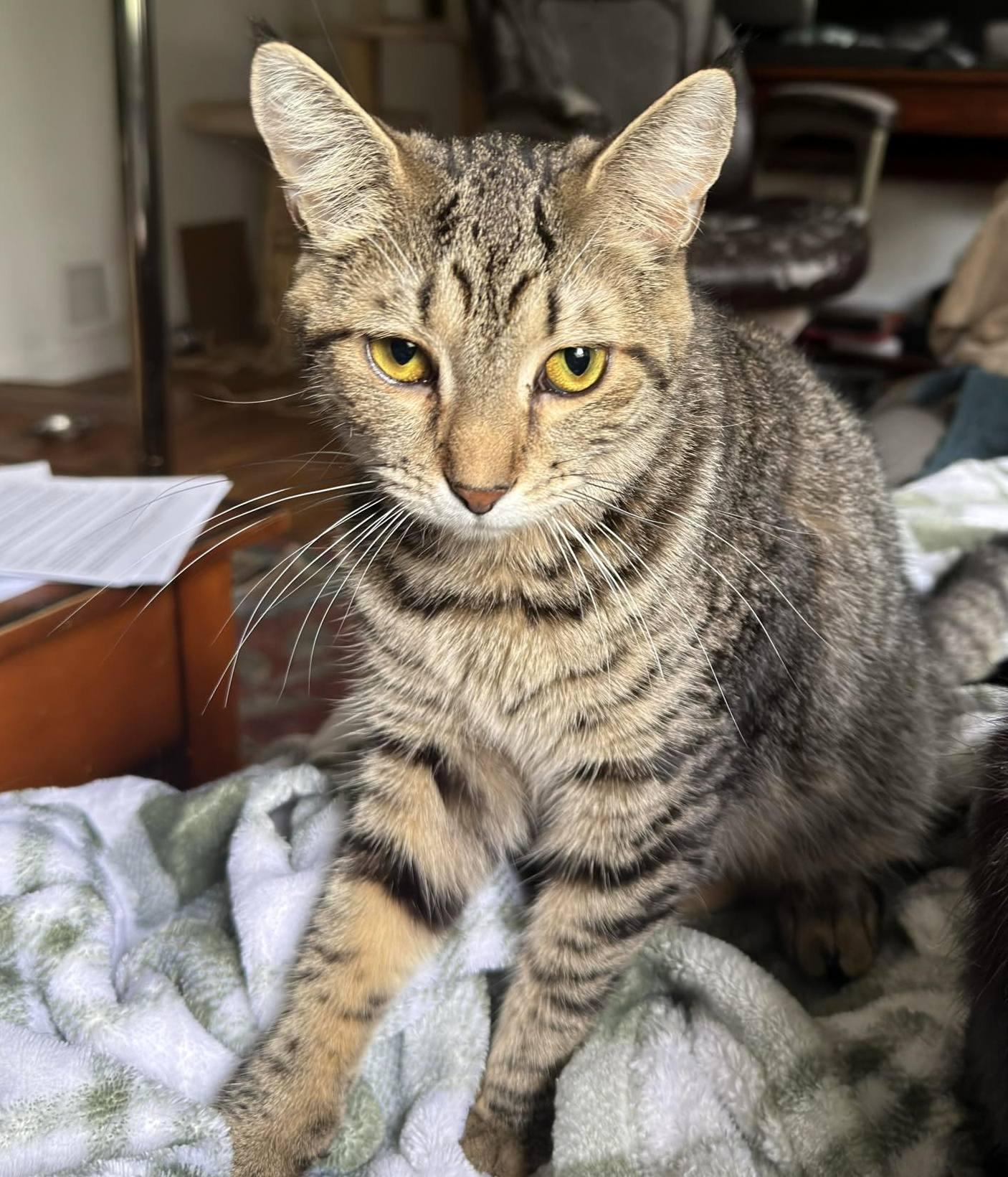 YaoYao, a ADOPTABLE Domestic Short Hair in Pittsburgh, PA image 5/6