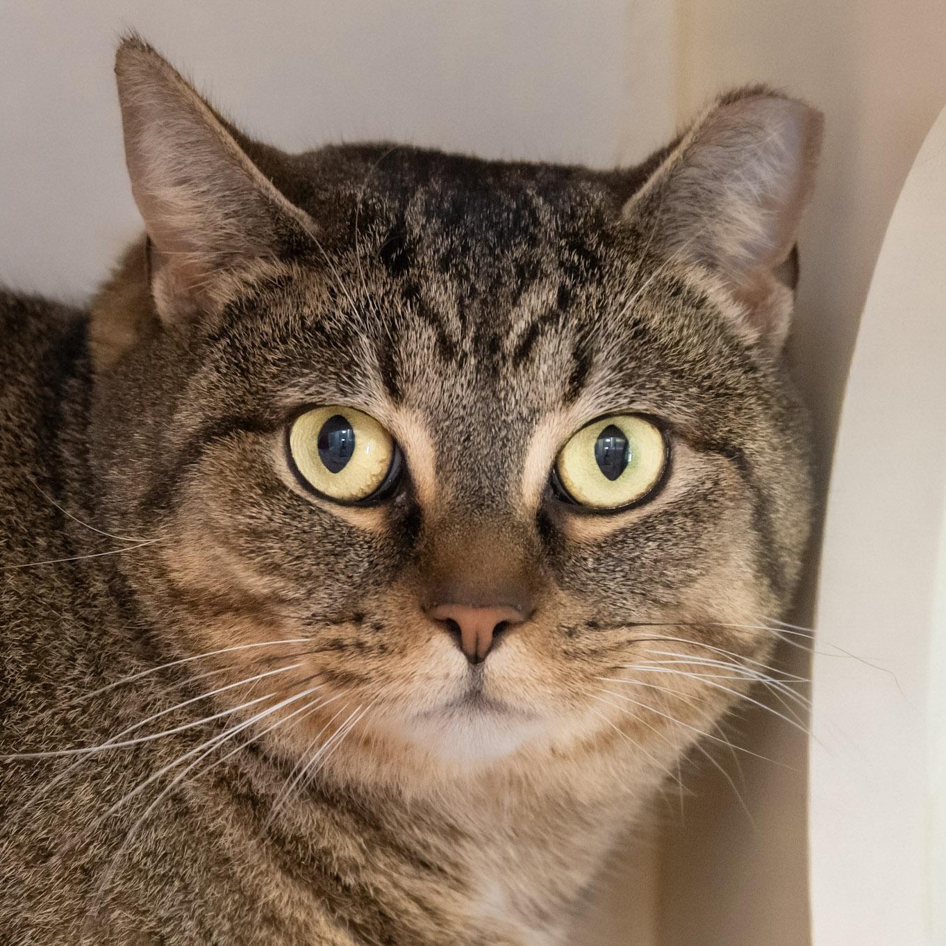 Maxine, an adopted Domestic Short Hair in Victor, NY image 1/6