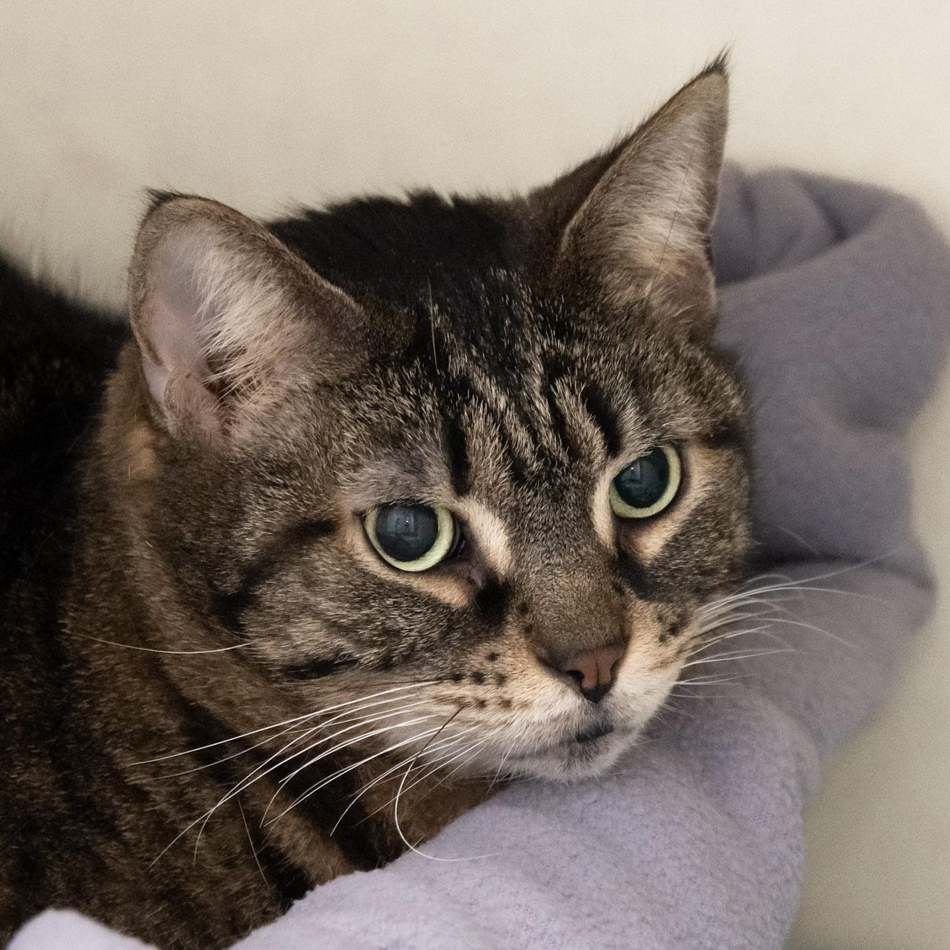 Maxine, an adopted Domestic Short Hair in Victor, NY image 6/6