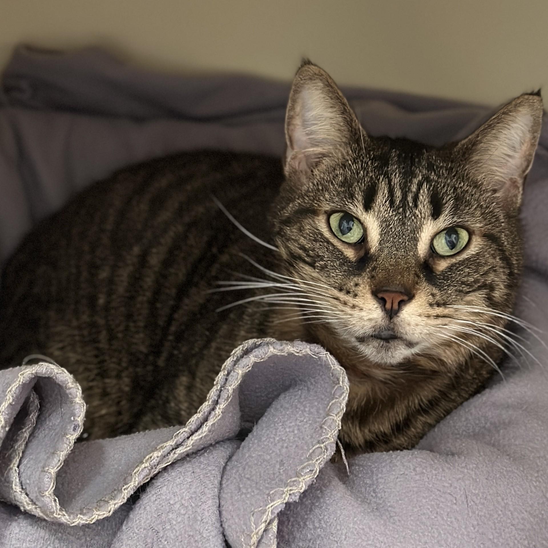 Maxine, an adopted Domestic Short Hair in Victor, NY image 4/6