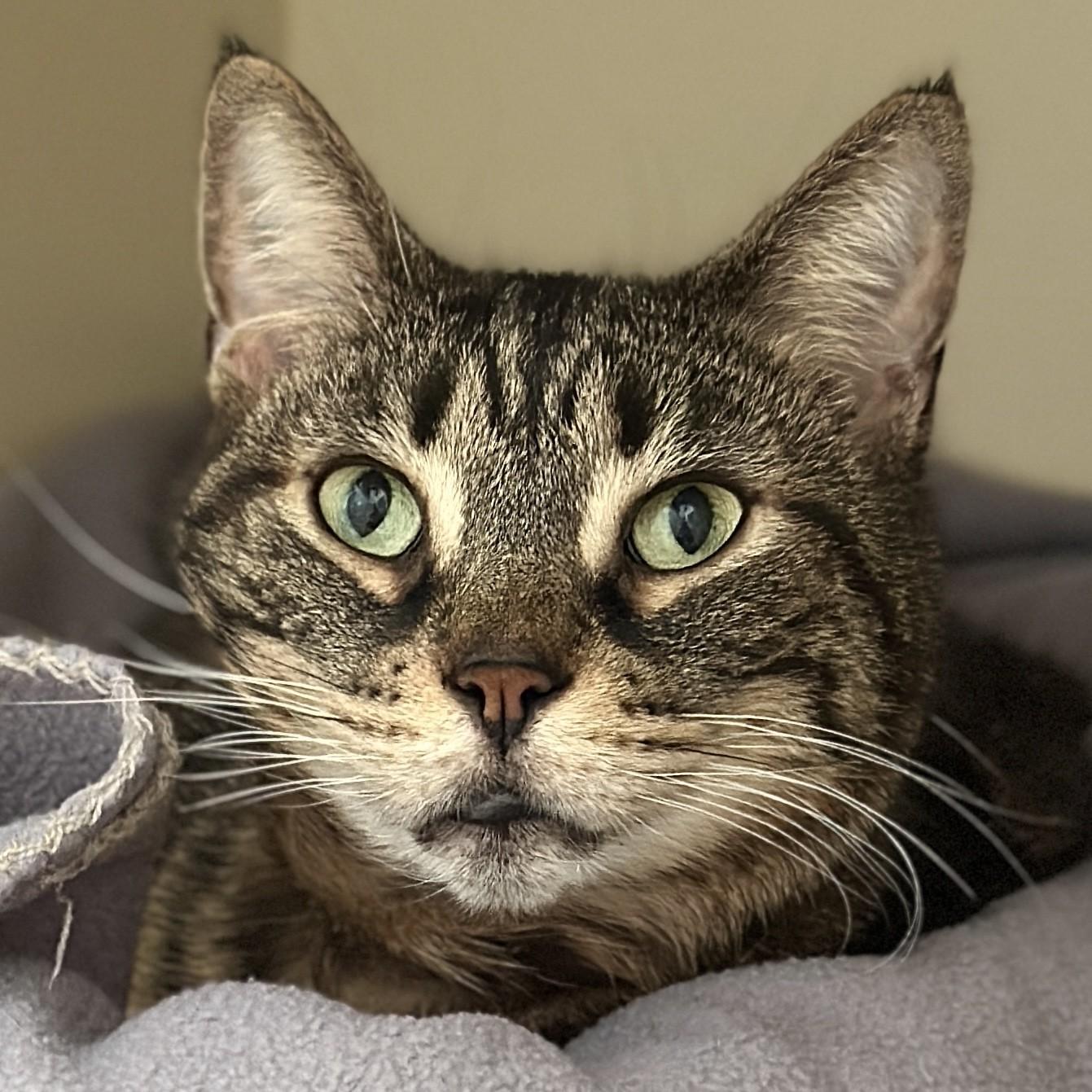 Maxine, an adopted Domestic Short Hair in Victor, NY image 3/6