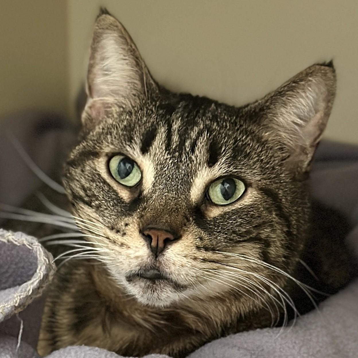 Maxine, an adopted Domestic Short Hair in Victor, NY image 2/6