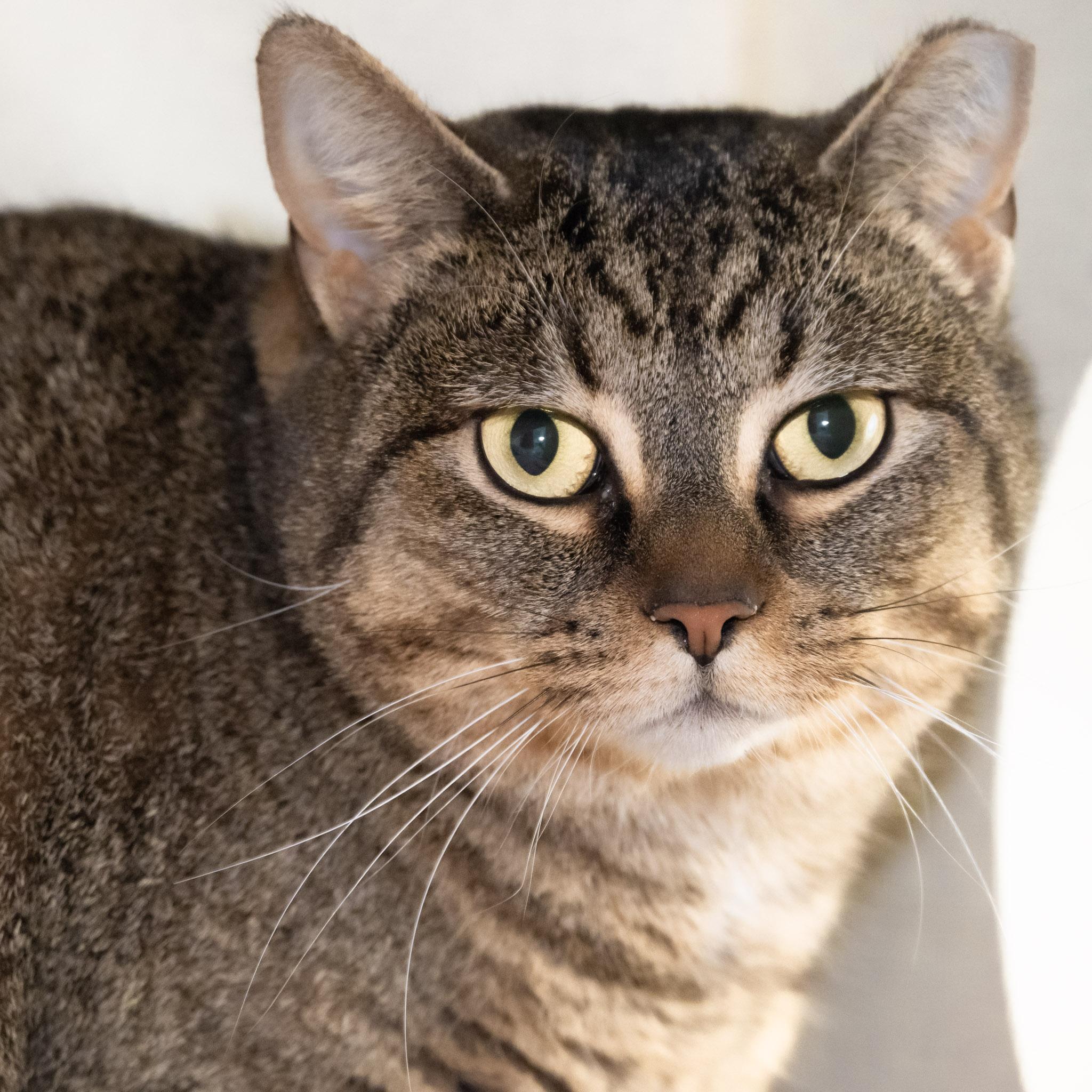 Maxine, an adopted Domestic Short Hair in Victor, NY image 5/6