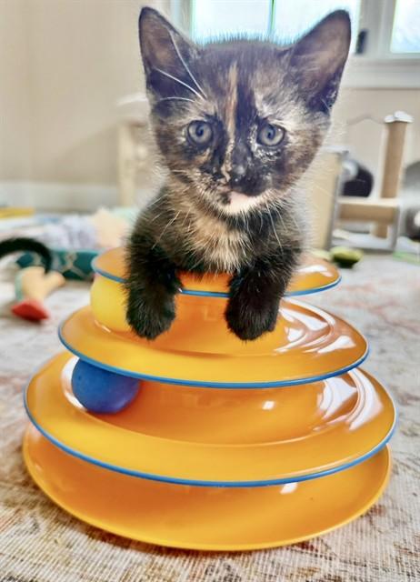 Enlarge EEYORE, a Adoptable Domestic Short Hair in Dedham, MA image 1/1