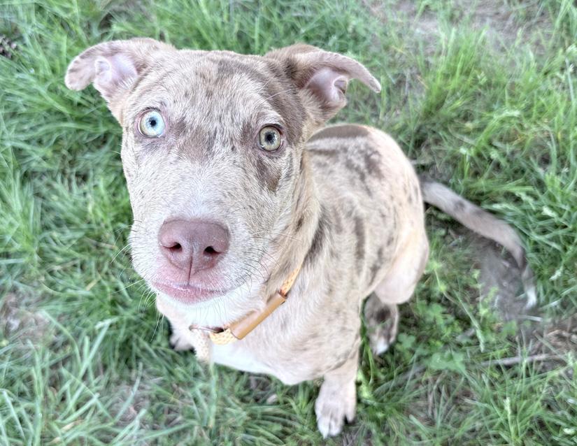 Totcho, a ADOPTABLE mixed breed in Columbus, IN image 2/3