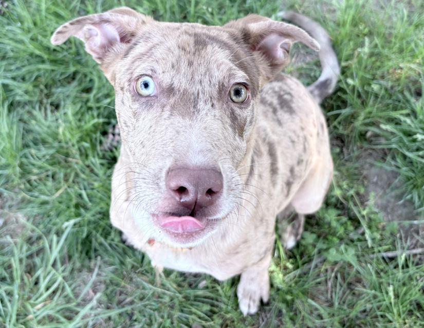 Totcho, a ADOPTABLE mixed breed in Columbus, IN image 3/3