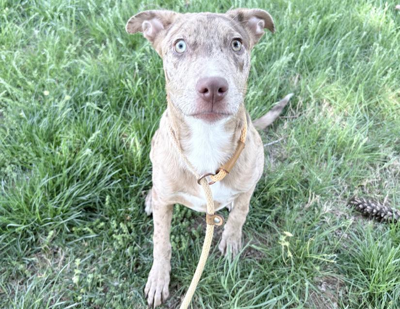Totcho, a ADOPTABLE mixed breed in Columbus, IN image 1/3