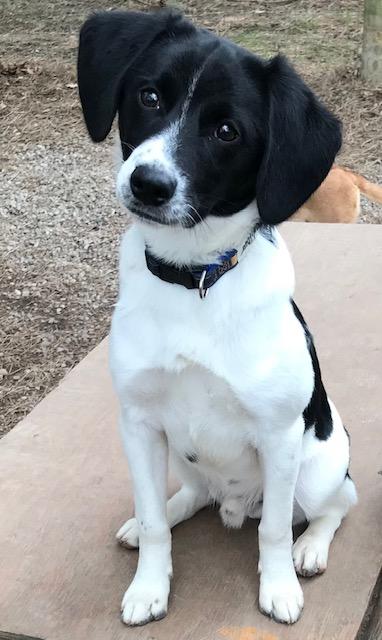 Wilbur, ADOPTABLE, Young Male Beagle.