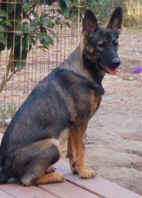 Katie 3, a Adoptable mixed breed in Spring, TX image 1/6