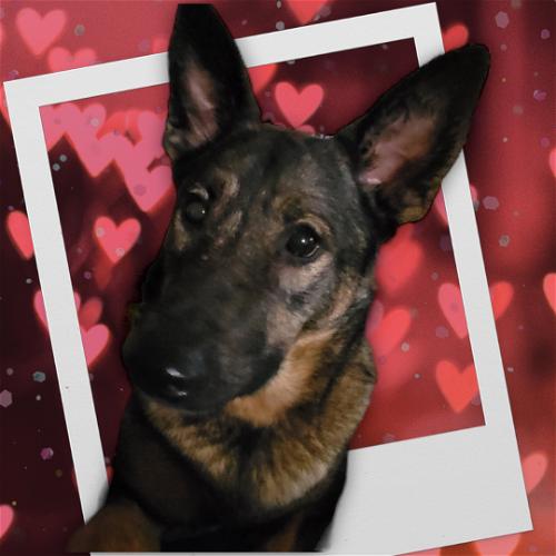 Katie 3, a Adoptable mixed breed in Spring, TX image 3/6