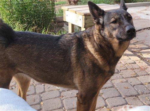 Katie 3, a Adoptable mixed breed in Spring, TX image 4/6