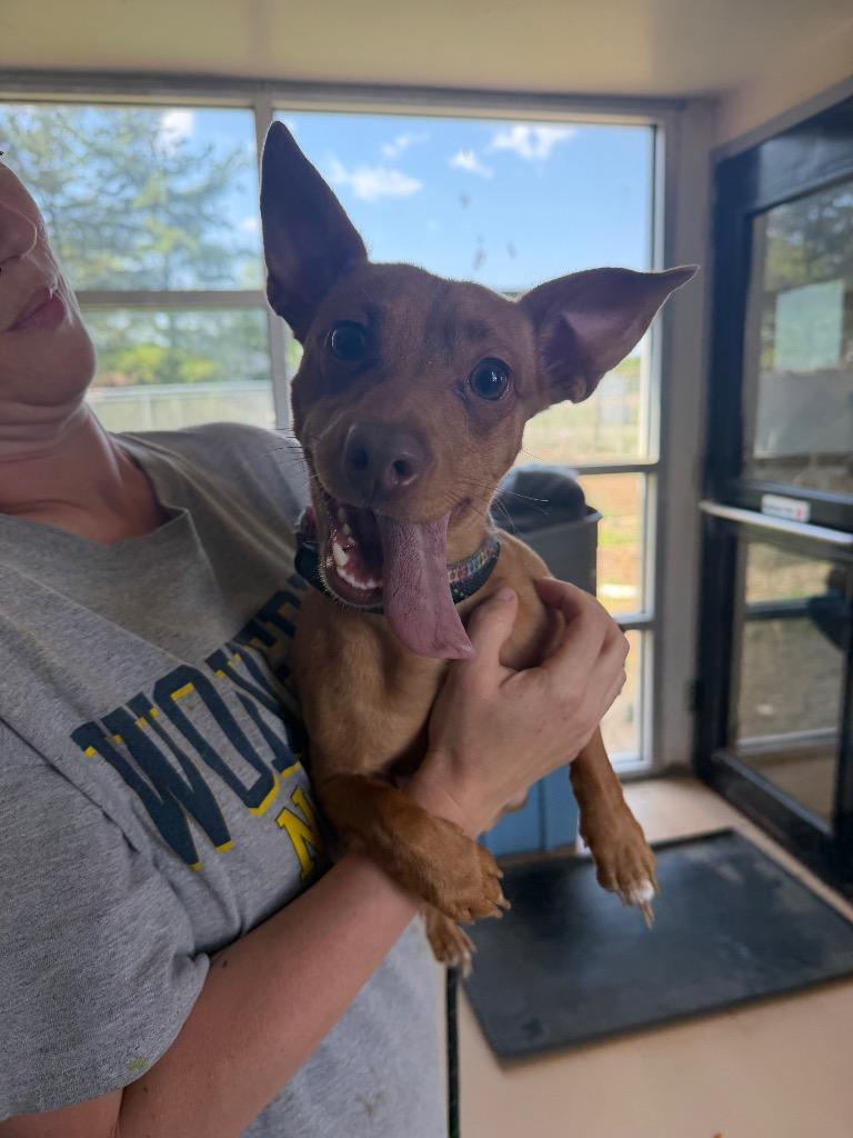 Cora, Adoptable, Adult Female Chihuahua.