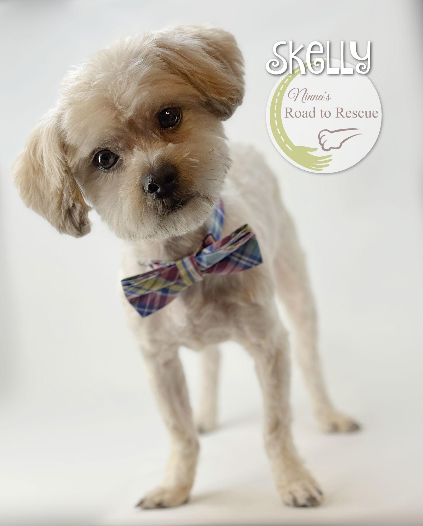 Skelly, Adoptable, Adult Male Maltese & Poodle.