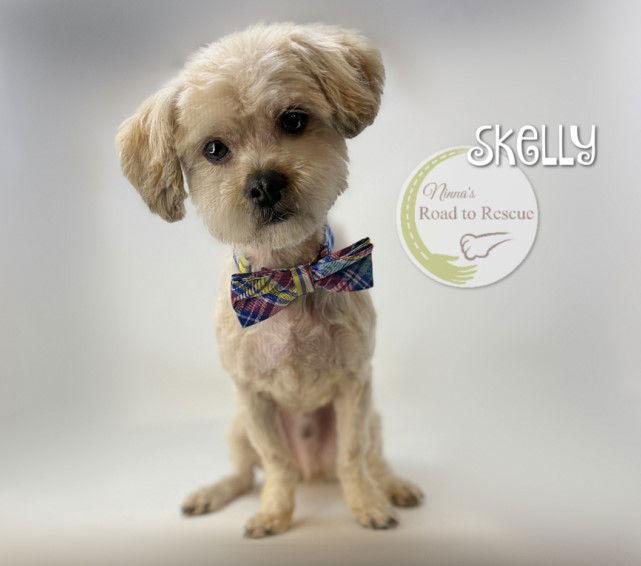 Enlarge Skelly, a Adoptable mixed breed in Benton, LA image 2/2