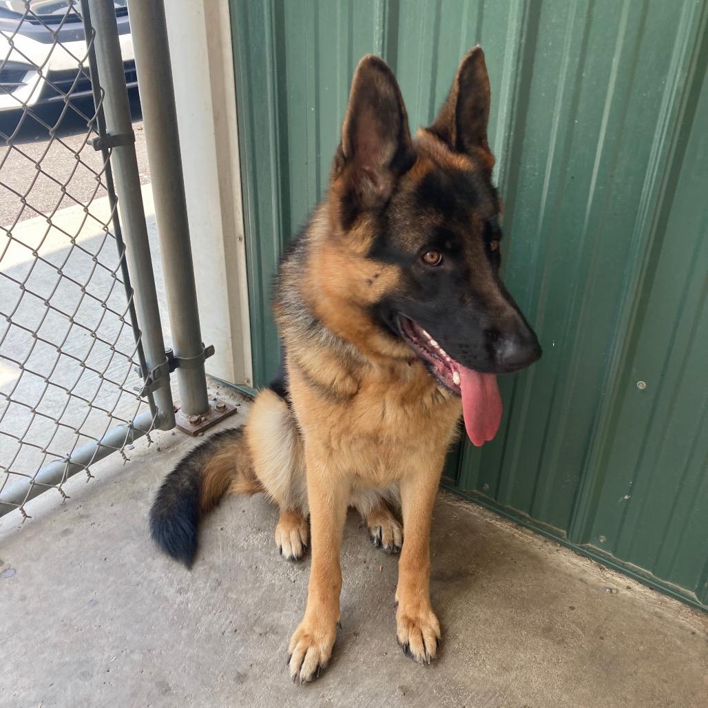 Lexi (26-206), Adoptable, Adult Female German Shepherd Dog.