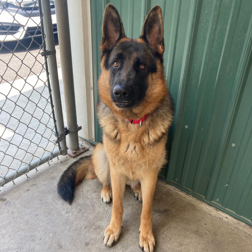 Lexi (26-206), a Adoptable German Shepherd Dog in New Ringgold, PA image 2/6