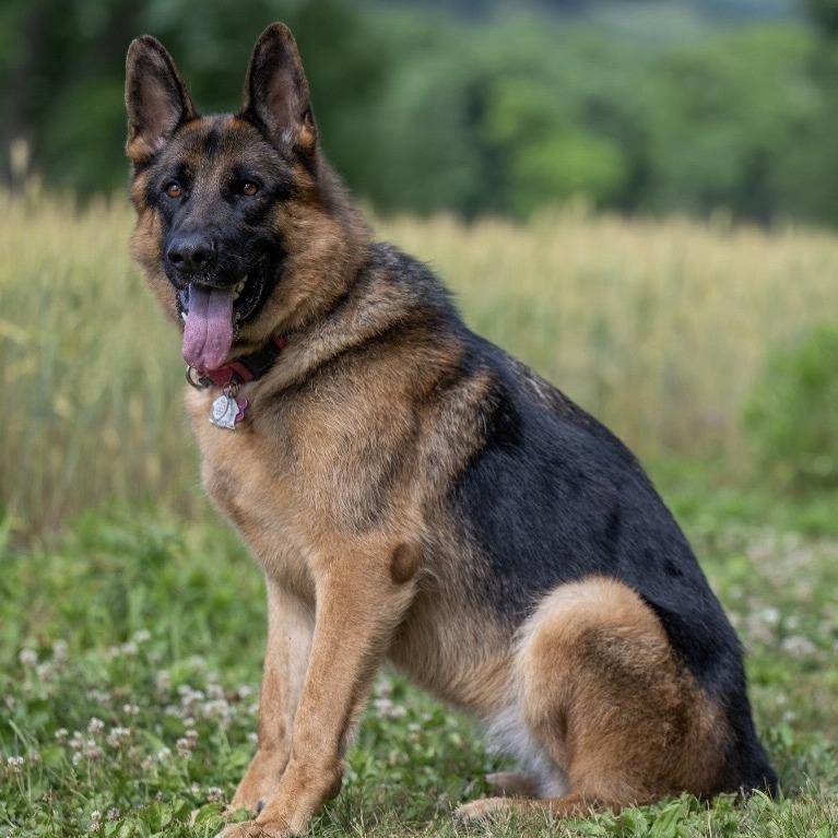 Lexi (26-206), a Adoptable German Shepherd Dog in New Ringgold, PA image 3/6