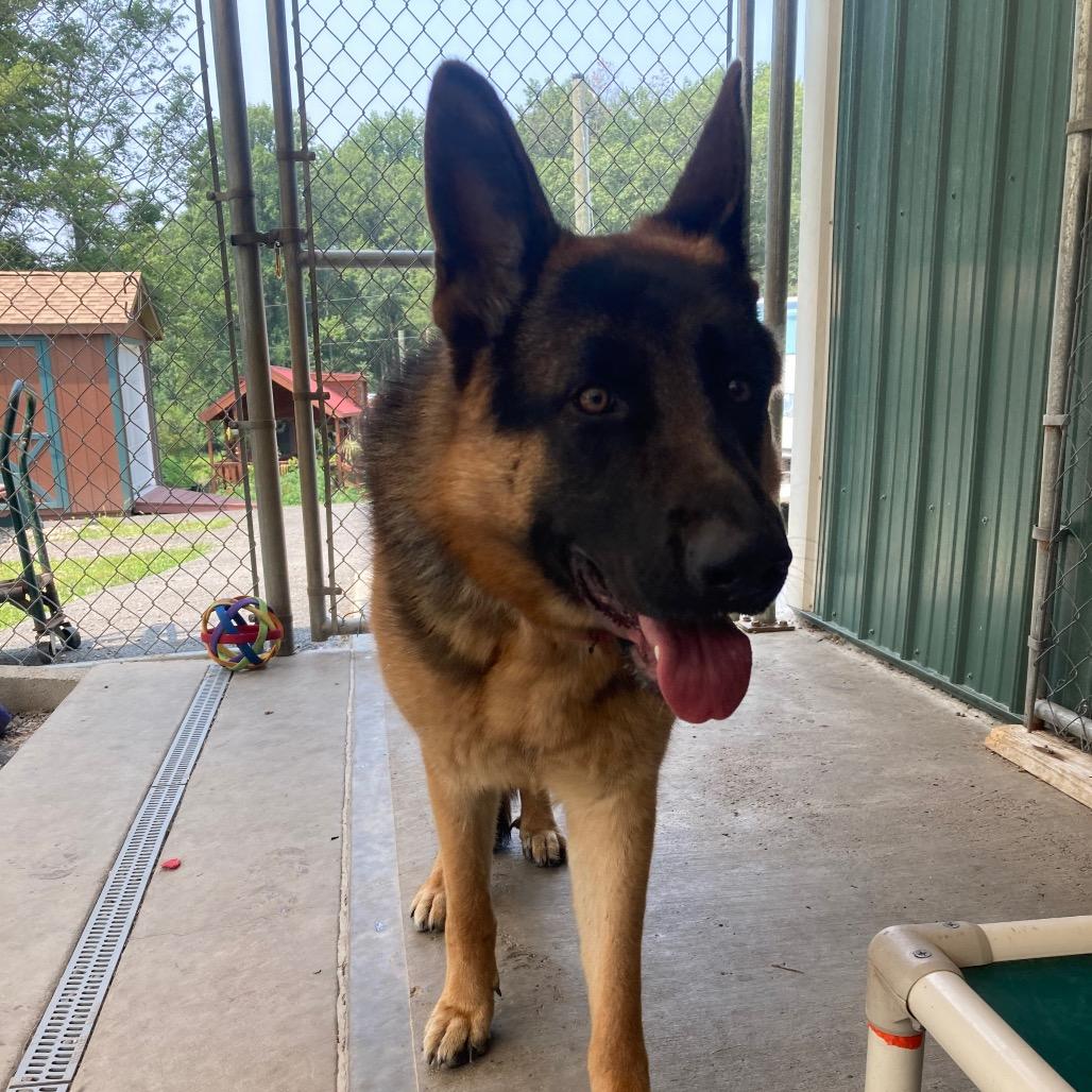 Lexi (26-206), a Adoptable German Shepherd Dog in New Ringgold, PA image 4/6