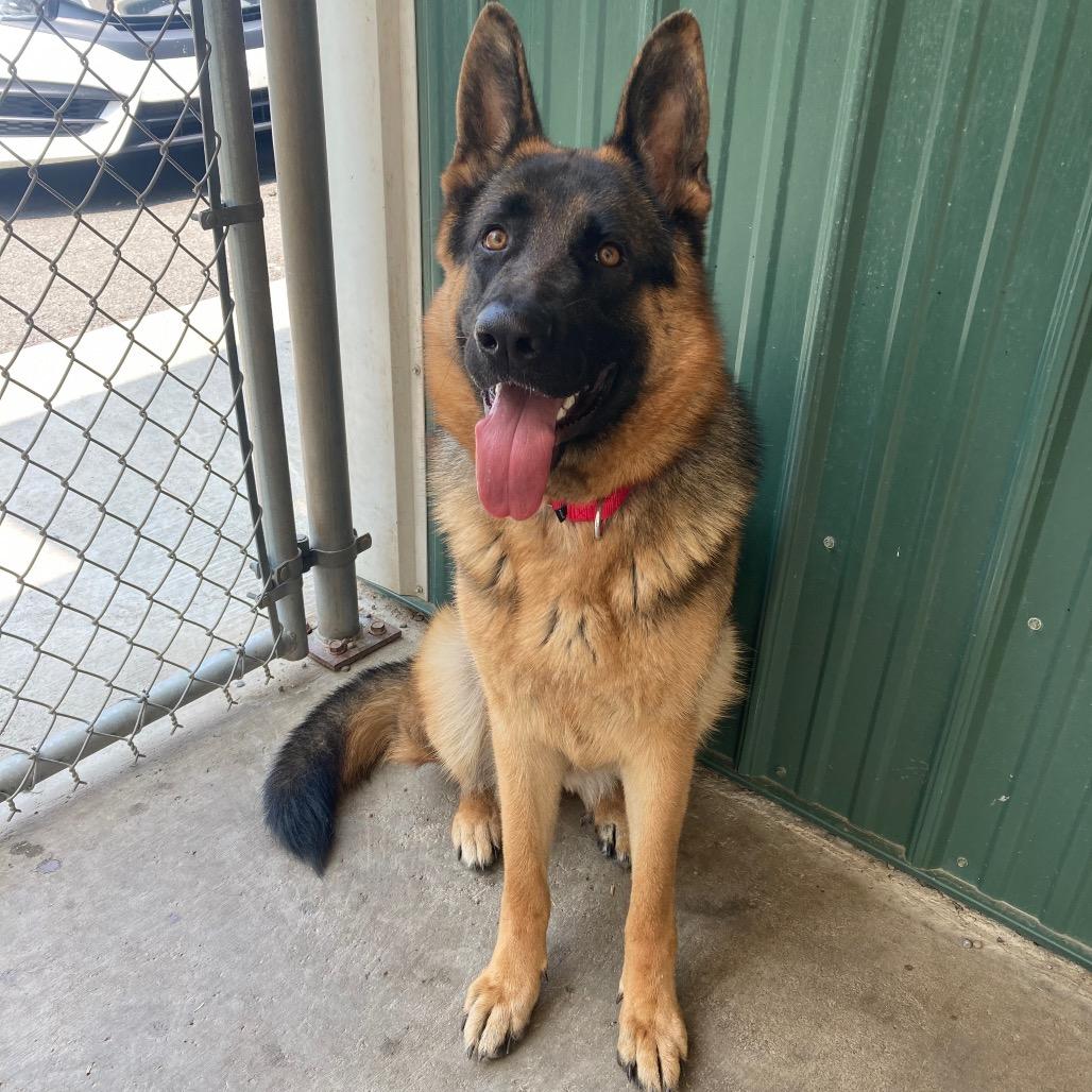 Lexi (26-206), a Adoptable German Shepherd Dog in New Ringgold, PA image 5/6