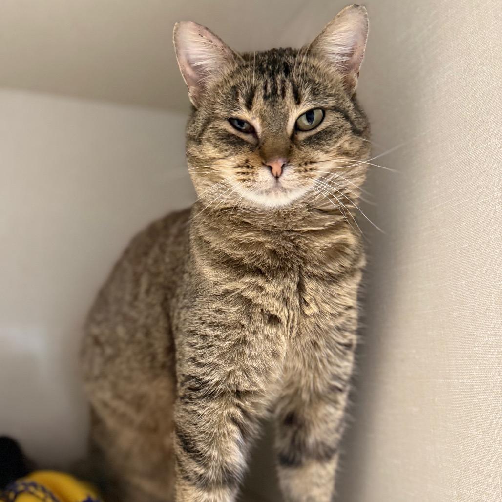 Lumi, ADOPTABLE, Adult Female Domestic Short Hair.