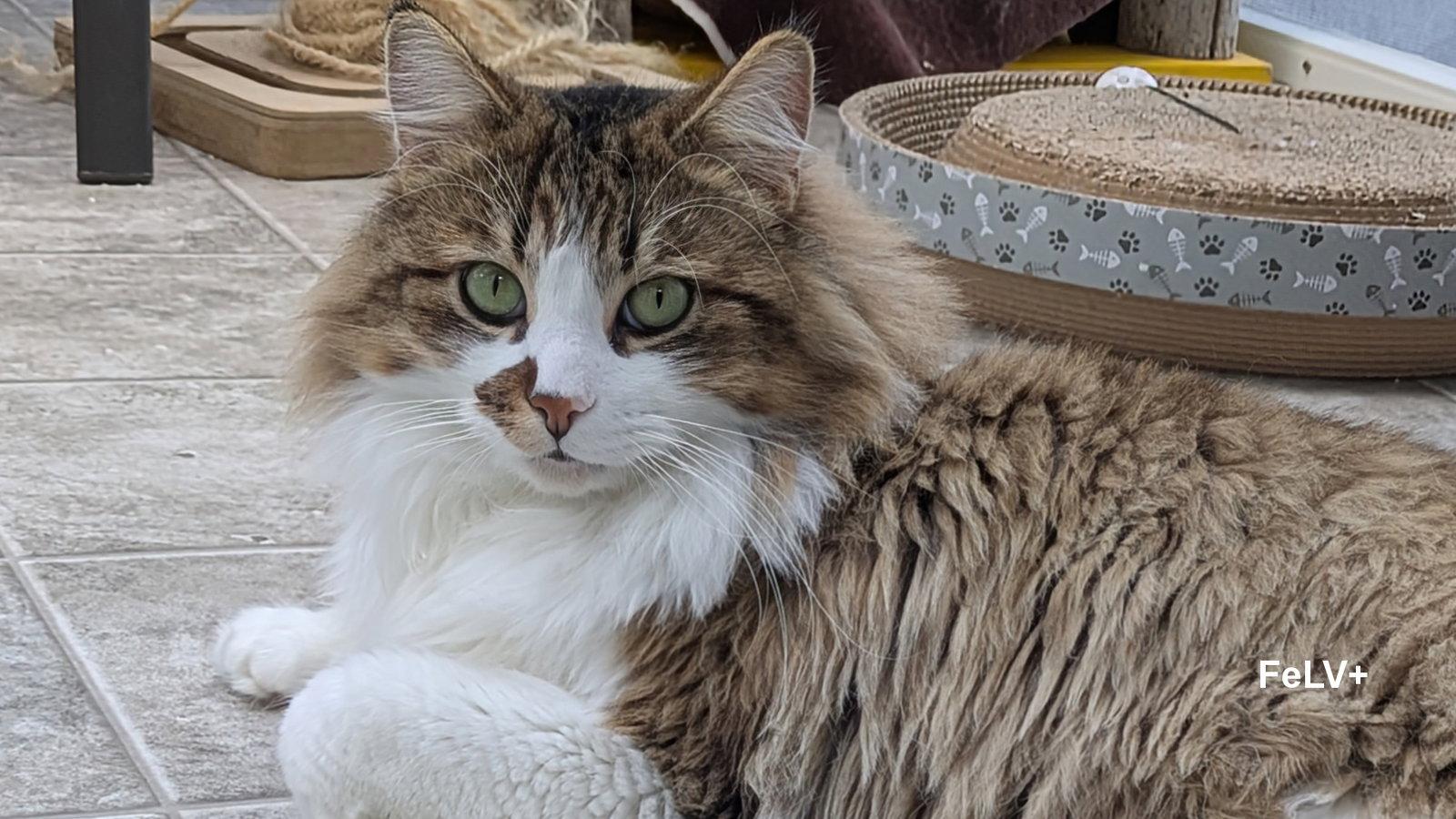 Marco, Adopted, Young Male Domestic Long Hair & Norwegian Forest Cat.