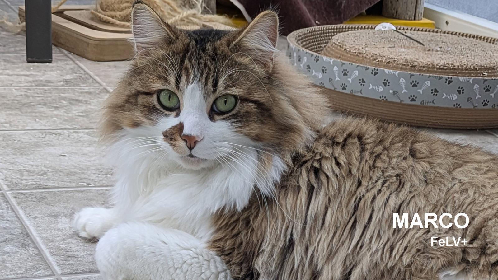 Enlarge Marco, a Adopted mixed breed in Santa Rosa, CA image 2/3