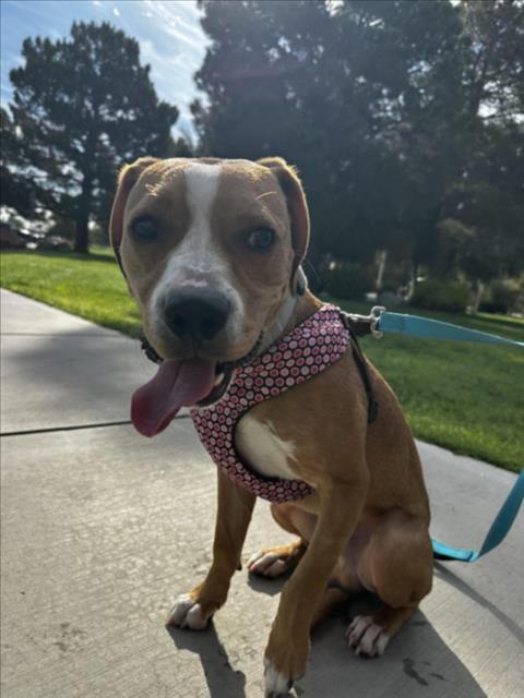 COWBOY, Adoptable, Adult Male Beagle & Mixed Breed.
