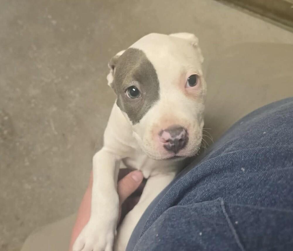 Jelly Bean, Adopted, Puppy Female Pit Bull Terrier.