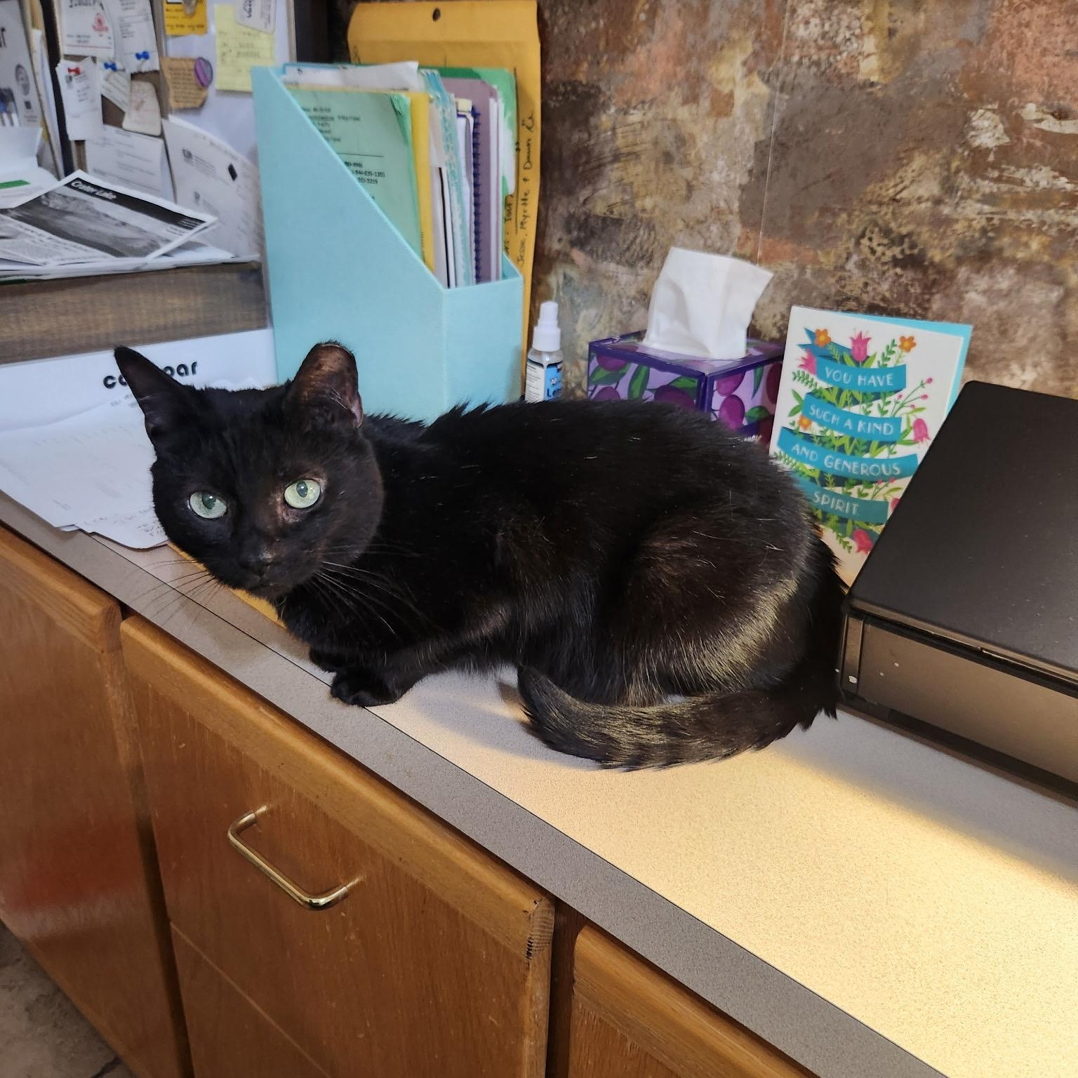 Baby Spice, a ADOPTABLE Domestic Short Hair in Phoenix, AZ image 3/3