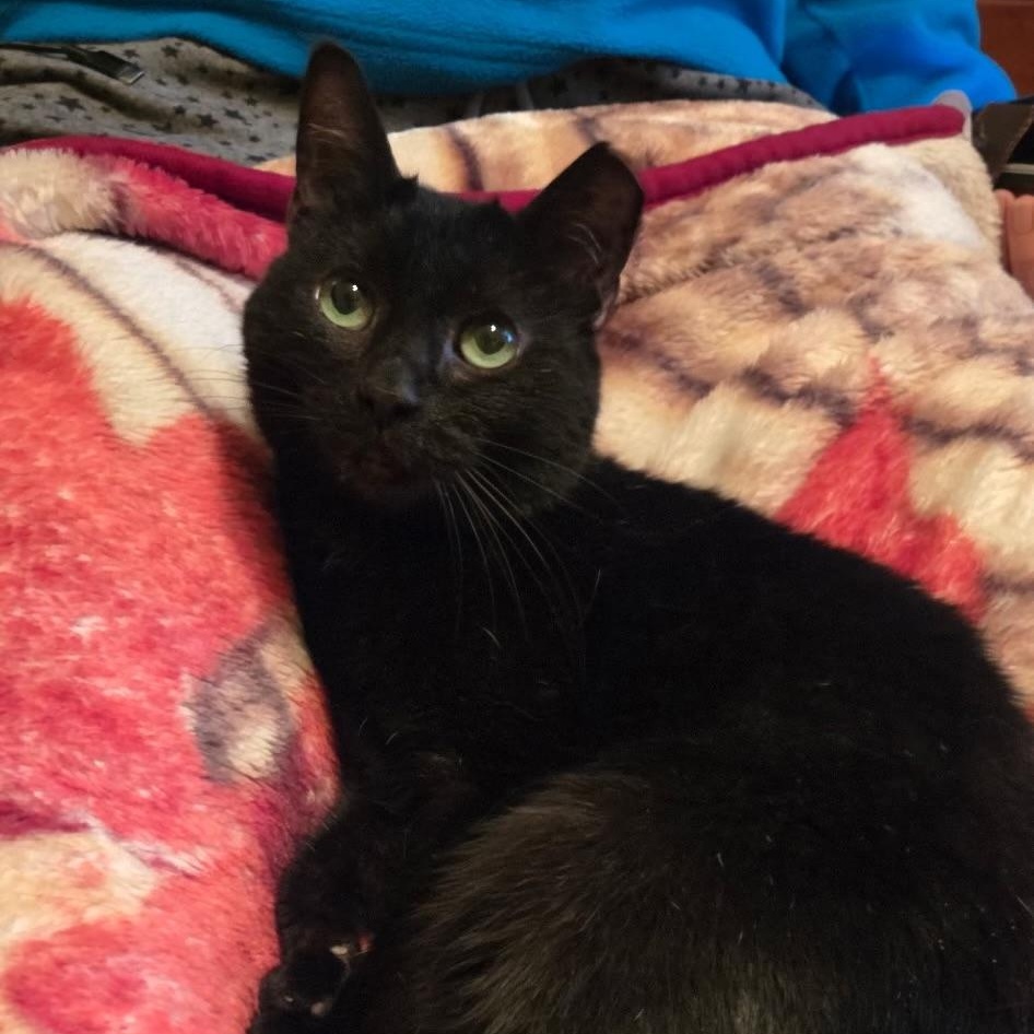Baby Spice, a ADOPTABLE Domestic Short Hair in Phoenix, AZ image 1/3