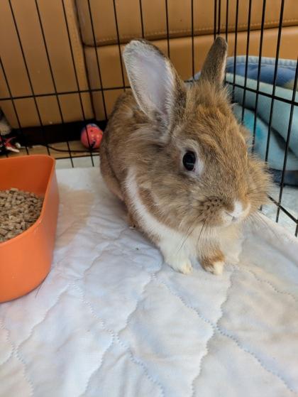 Anya, Adoptable, Young Female Lionhead & Lionhead.