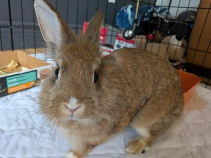 Anya, a Adoptable mixed breed in Montreal, QC image 2/2